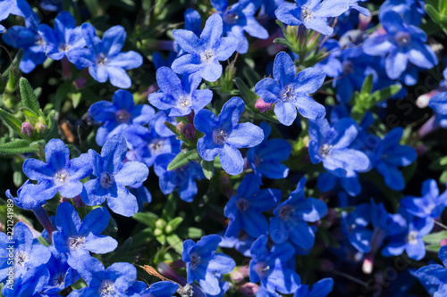 Lithospermum purpurocaeruleum in fiore