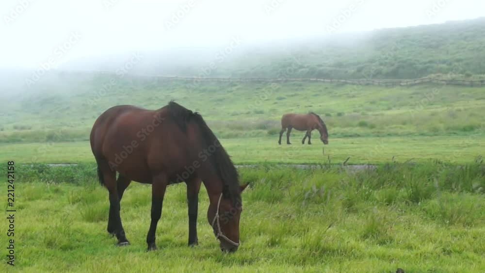 霧の中の馬 霧の中の馬