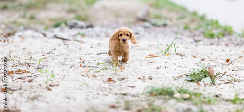 Konstfotografi Running puppy english cocker spaniel dog outdoors