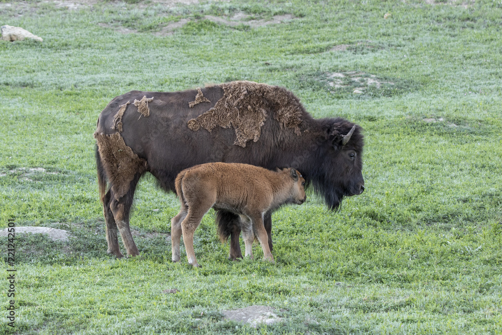 Bison cow and calf in South Dakota Bison cow and calf in South Dakota