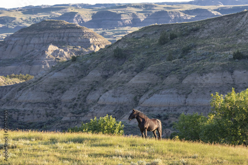 Wild Mustangs of North Dakota