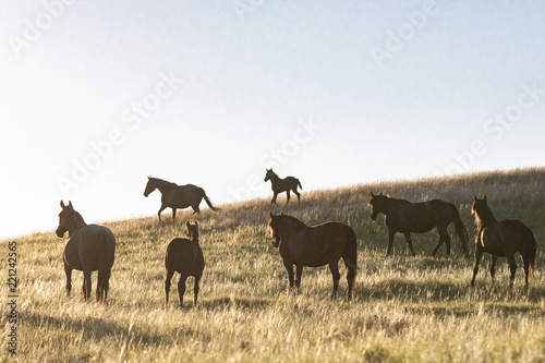 Wild Mustangs of North Dakota