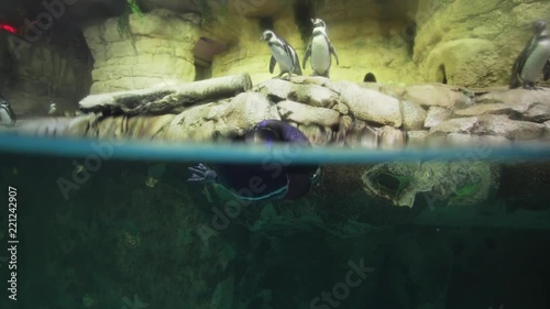 Banded penguin in an artificial open-air cage with swimming pool stock footage video photo