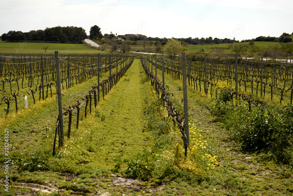 Plantation of grapevines