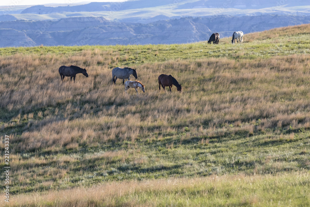 Wild Mustangs of North Dakota