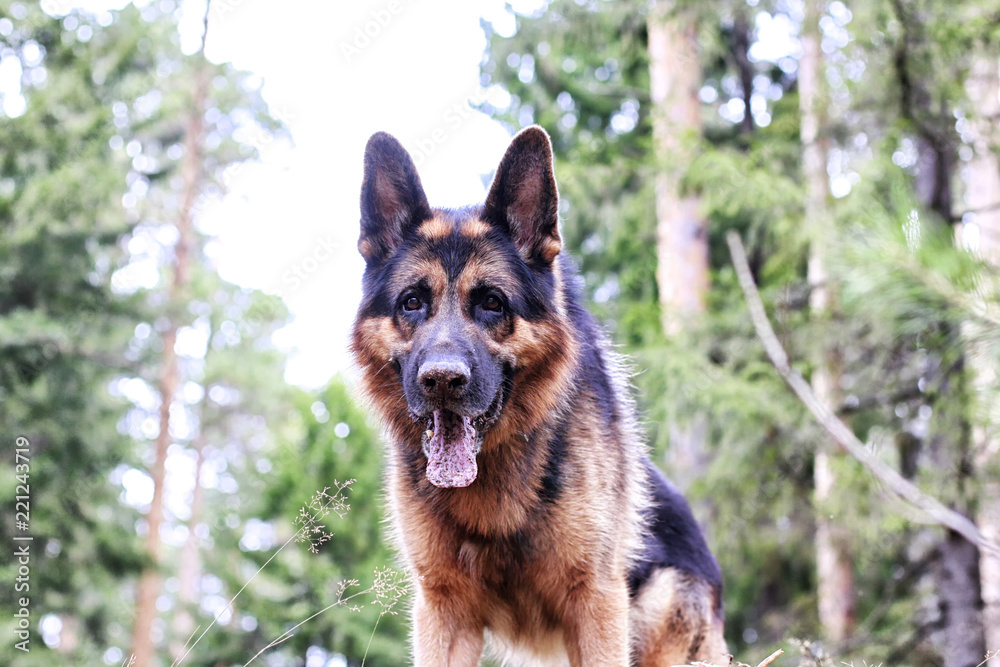 Dog German Shepherd in a forest in a summer Dog German Shepherd in a forest in a summer
