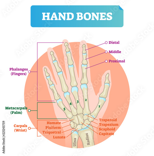 Hand bones vector illustration. Labeled educational arm structure.