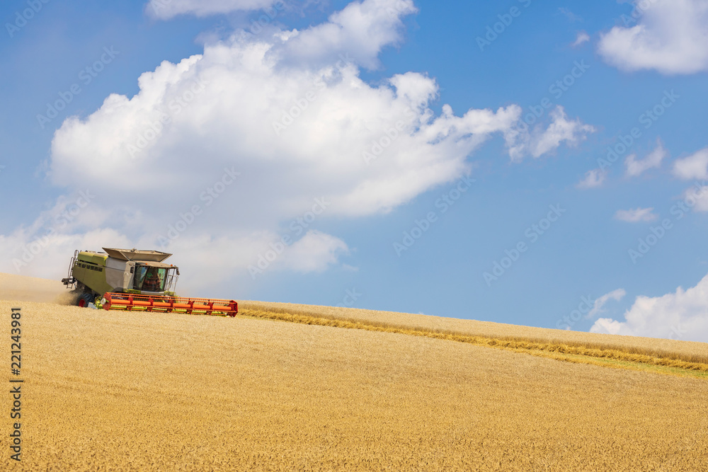 Obraz premium modern harvester during harvest of wheat on sunny day