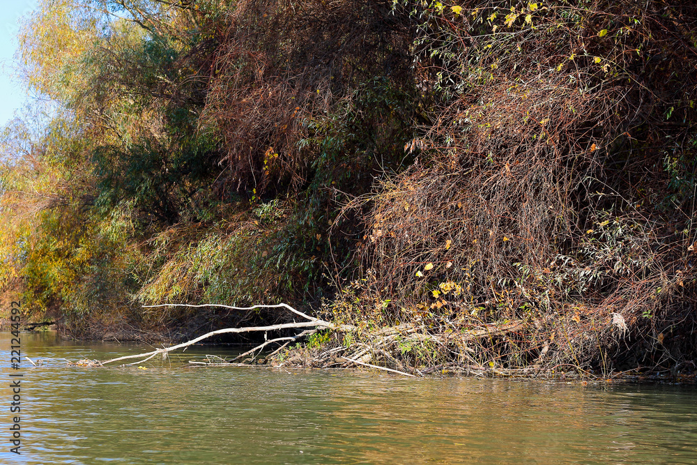 Overgrown shore of thick thickets of trees and wild grapes on the banks of the Danube river at calm autumn day Overgrown shore of thick thickets of trees and wild grapes on the banks of the Danube river at calm autumn day