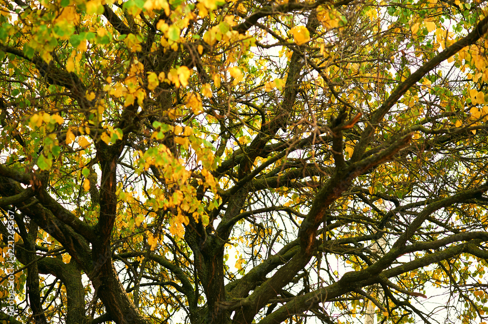 beautiful autumn landscape, yellow leaves in forest beautiful autumn landscape, yellow leaves in forest