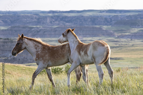 Wild mustangs of North Dakota