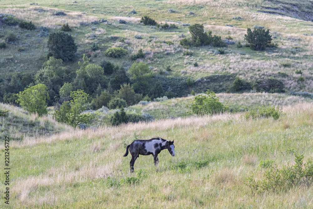 Fototapeta premium Wild mustangs of North Dakota