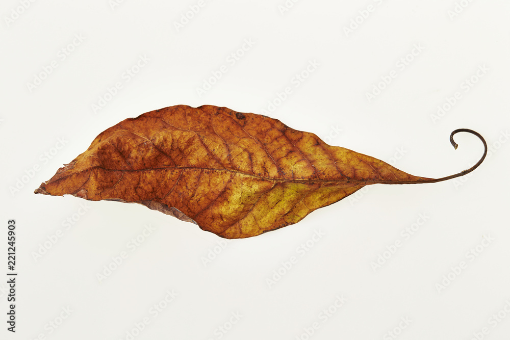 Fototapeta premium autumn leaf