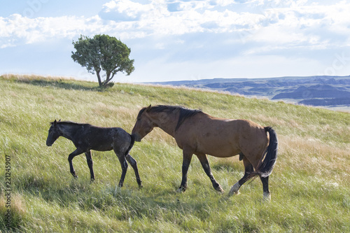 Wild mustangs of North Dakota