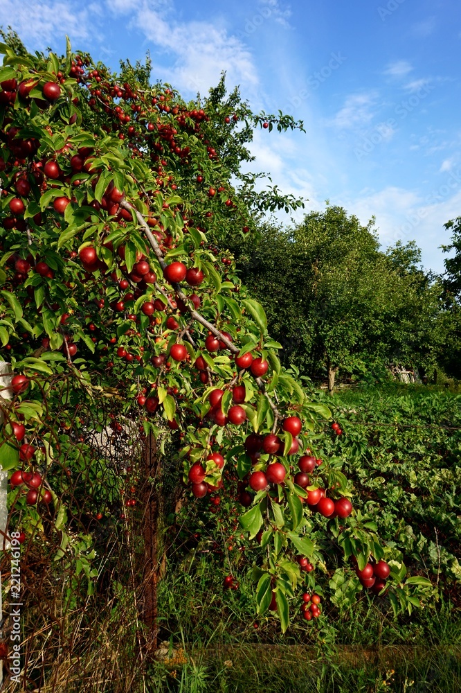Sprinkled with ripened fruits, a plum tree (Prunus cerasifera)