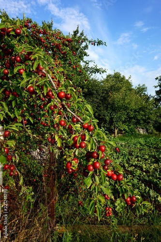 Sprinkled with ripened fruits, a plum tree (Prunus cerasifera)
