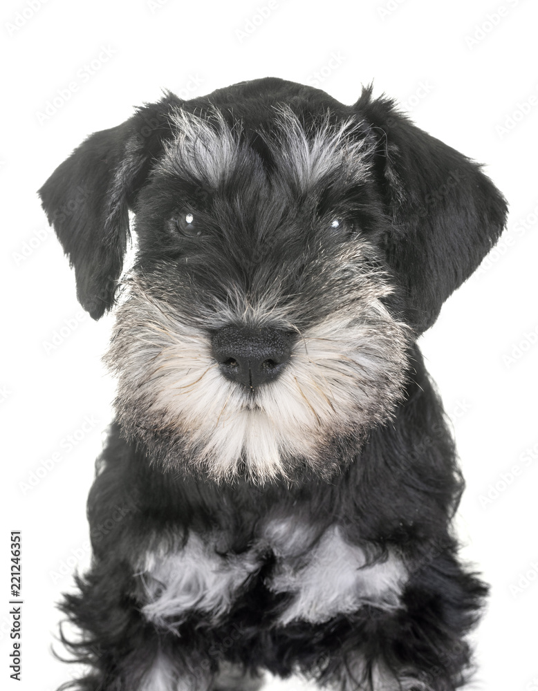 puppy miniature schnauzer