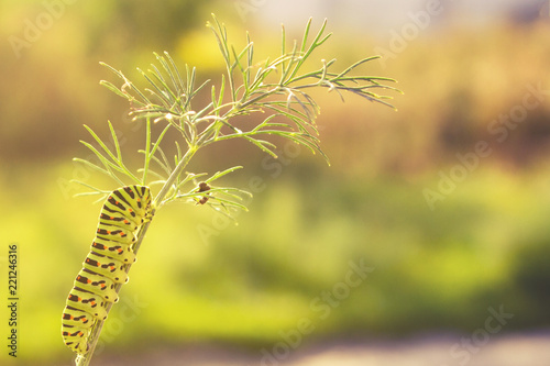 Large caterpillar on dill