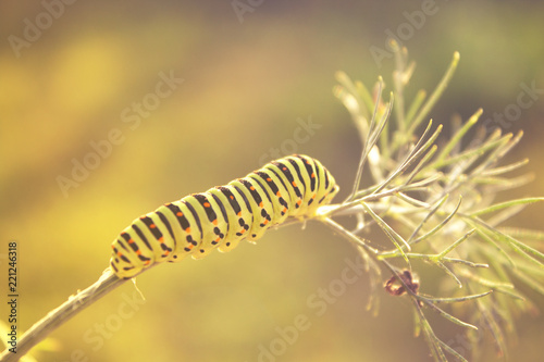 Large caterpillar on dill