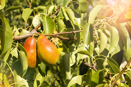 Two red pears on one branch