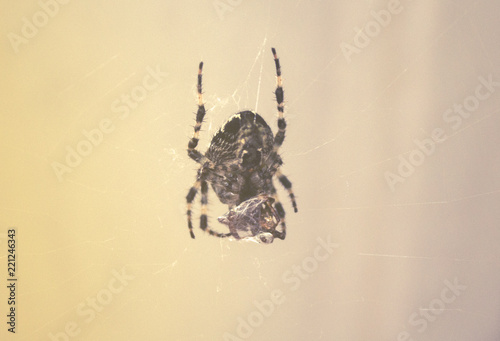 The spider eats its prey on the web