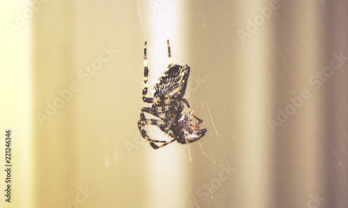 The spider eats its prey on the web