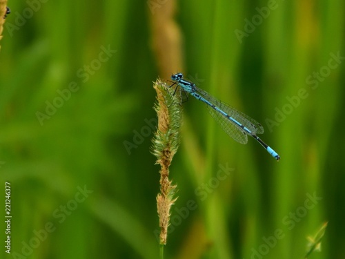 The white-legged damselfly or blue featherleg (Platycnemis pennipes) - blue dragonfly