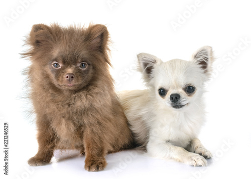 Fototapeta Naklejka Na Ścianę i Meble -  puppy pomeranian and chihuahua