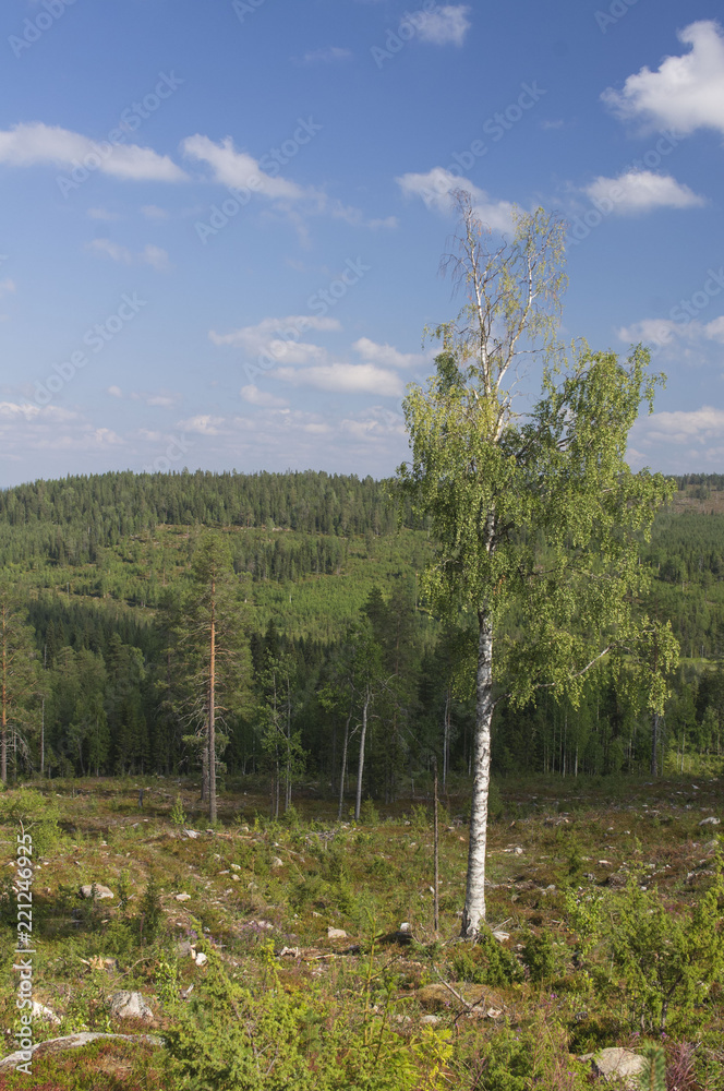 Obraz premium northern forest