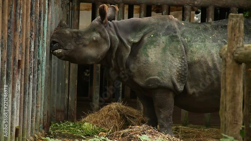 India rhino in Thailand