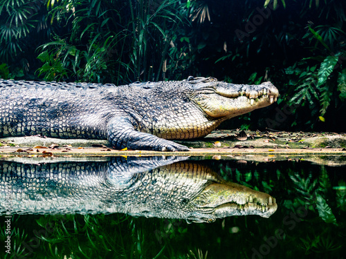 Salt Water Crocodile at waters edge of river in jungle with reflection. dark contrast image
