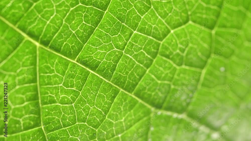 Macro shot of green leafs and plants been analyzed
