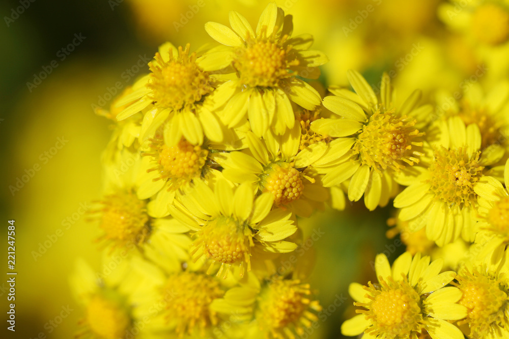 wild yellow daisy in autumn wild yellow daisy in autumn