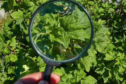 A man is studying bushes in the garden with a magnifying glass.