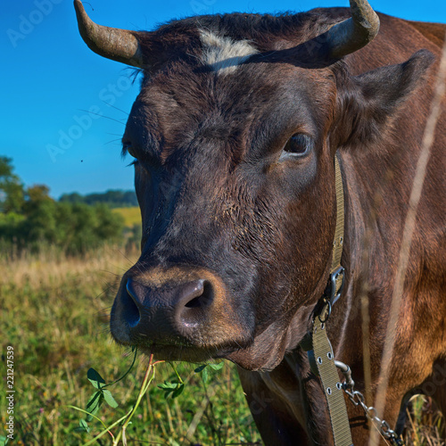 Brown cow with clover in mouth, close-up. © Alex Birch