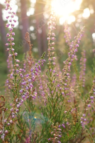 lilac wildflowers in the autumn forest at sunset.wild flowers  background