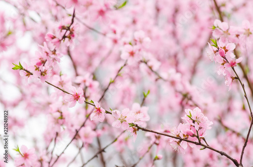 Beautiful cherry blossom in Zhangjiajie China, selective focus and soft focus for background.