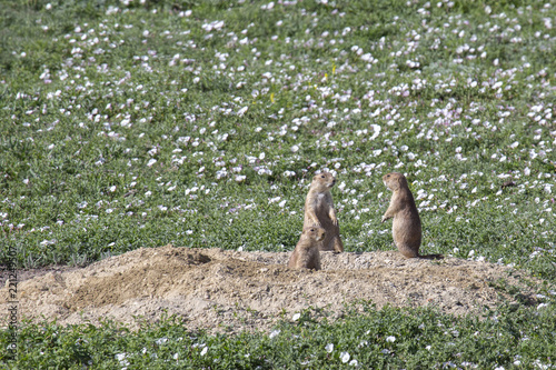 Prairie Dog Town, North Dakota