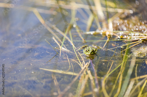 Frog Swimming In A Quiet Pond © timallenphoto