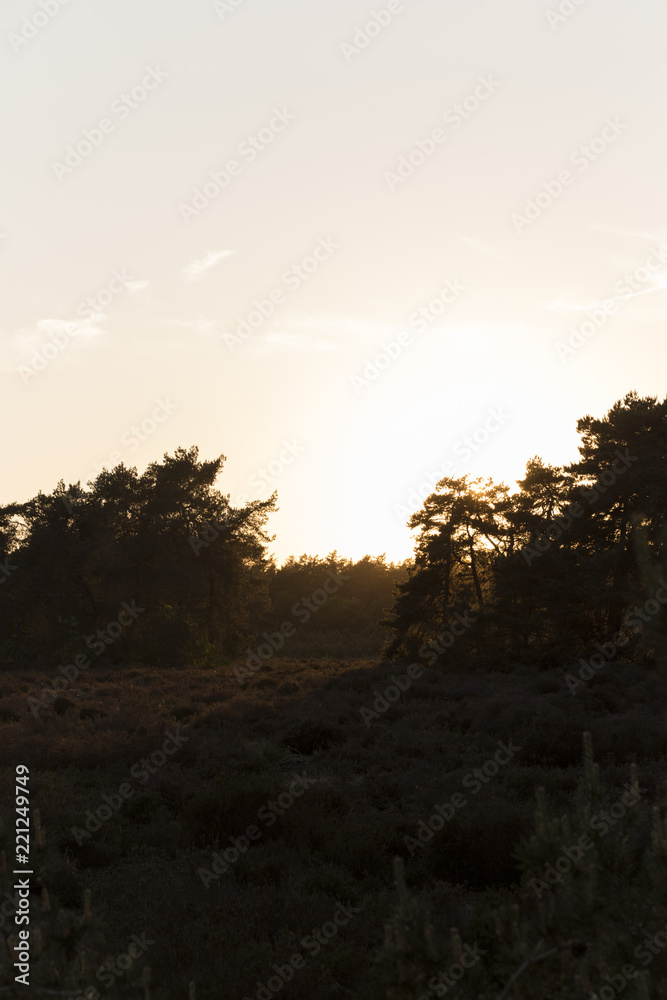 Sun Pouring Between Forest Trees