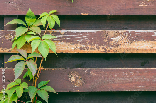 Old wooden red fence with freen plants over it. Copy space. photo