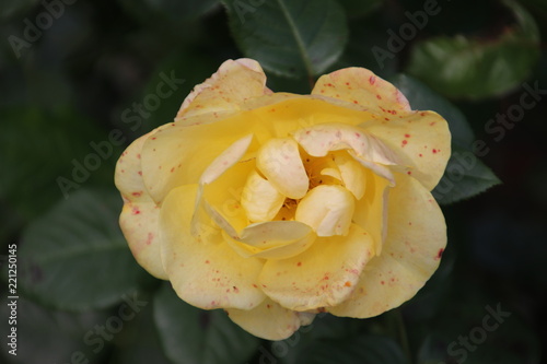 Rose type liesbeth canneman in close-up in the public rosarium of Boskoop in the Netherlands. photo