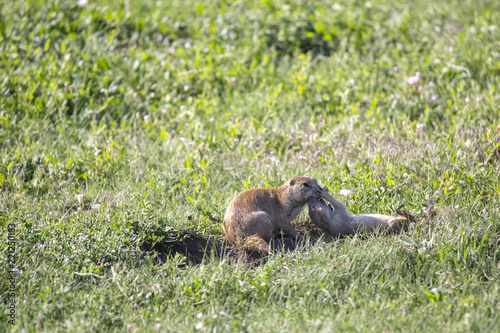 Prairie Dog Town, North Dakota