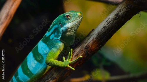 Fiji banded iguana portrait indoors