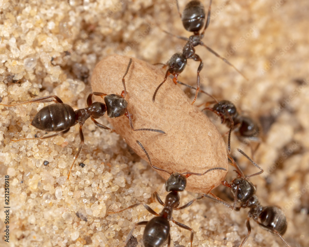 Ants and formic eggs in nature Ants and formic eggs in nature
