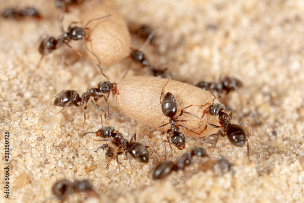 Ants and formic eggs in nature