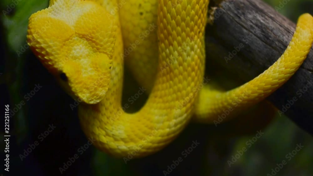 Yellow Eyelash Viper closeup Yellow Eyelash Viper closeup