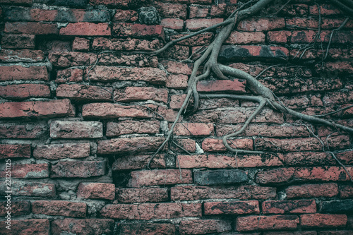 Tree roots on a brick wall.