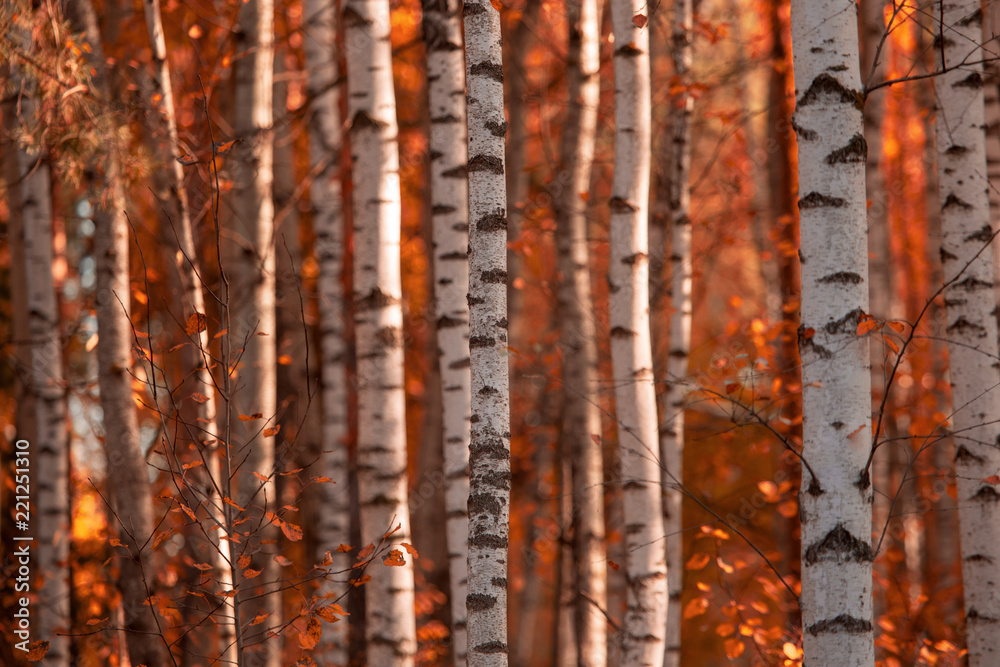 Obraz premium Red leaves on birch trees in autumn