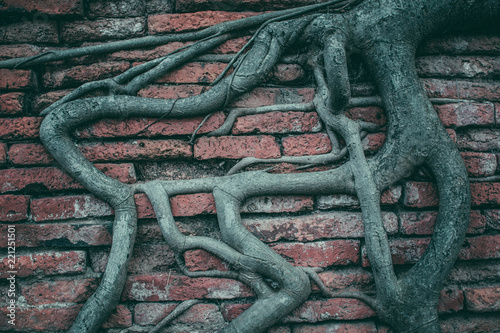 Tree roots on a brick wall.